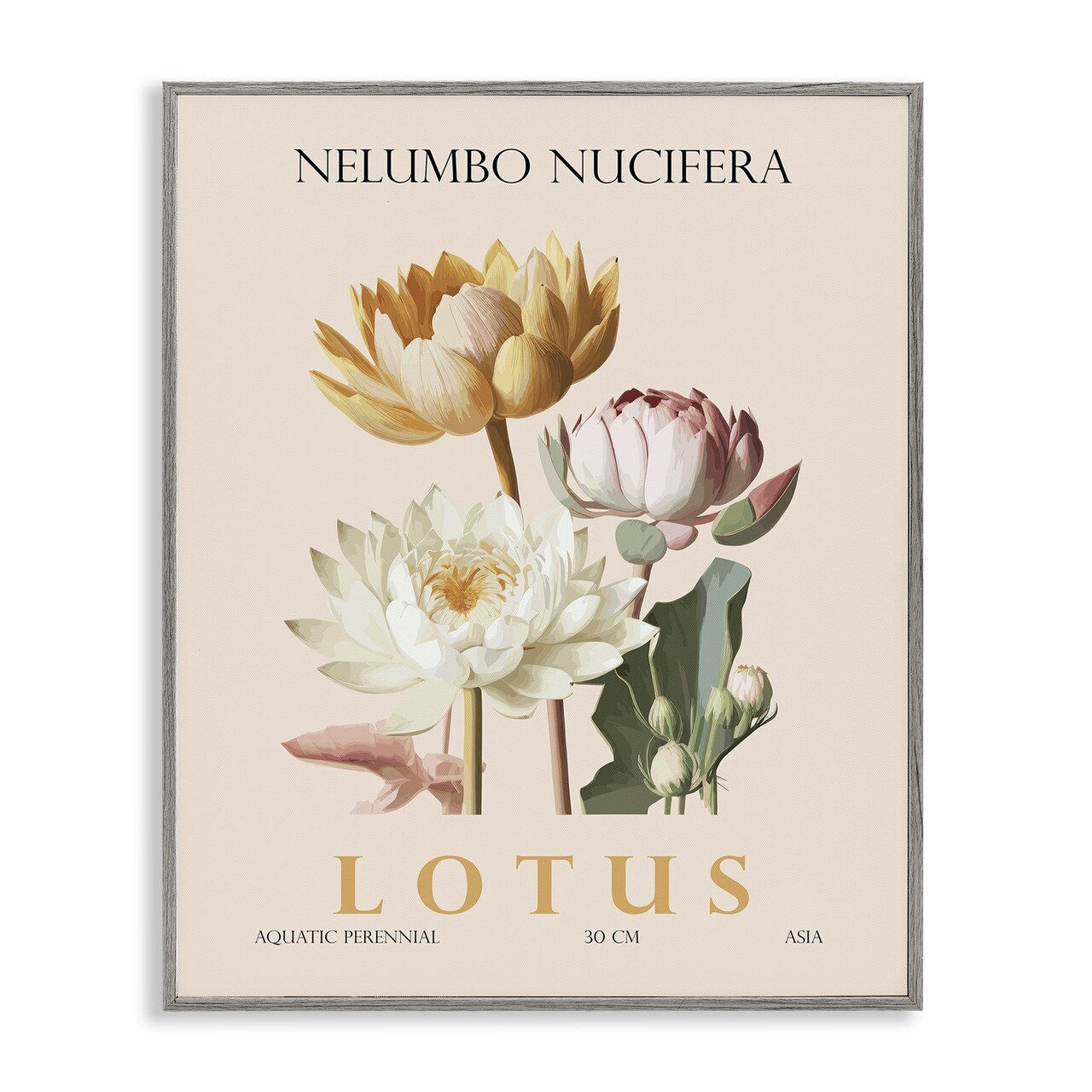 Stupell Industries Natural Lotus Bundle Framed Giclee, design by Christopher Giampietro